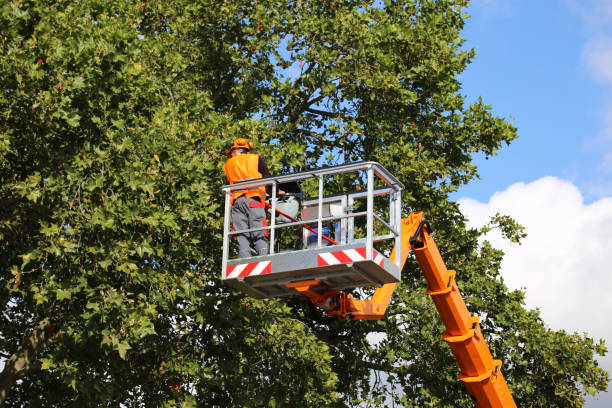 Best Hedge Trimming  in West Point, NE